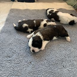 Saint Bernard Puppies from Avant-Gard Saint Bernards