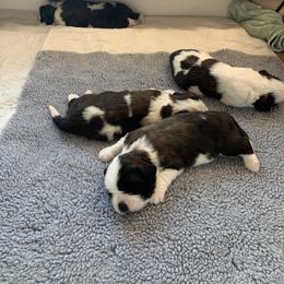Saint Bernard Puppies from Avant-Gard Saint Bernards