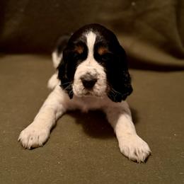 English Springer Spaniel Puppies from Soaring Springers