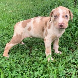 Orange collar female - Red merle female Catahoula Leopard Dog puppy in Gadsden, Alabama from Rich Cat’s