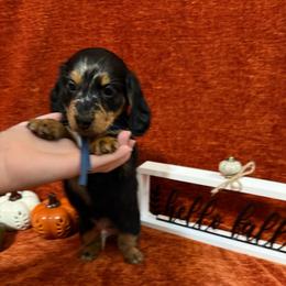 Blue boy - Dapple male Dachshund puppy in Canton, Texas from Bonnie and Clyde Dachshunds