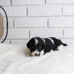 Trixie - Parti female Labradoodle puppy in Bryantown, Maryland from Doodles on Duty