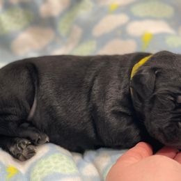 Cane Corso Puppies from Killing Joke Cane Corsos