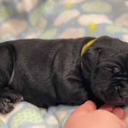 Cane Corso Puppies from Killing Joke Cane Corsos