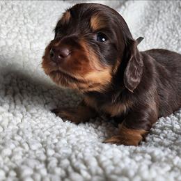 Peter (black collar) - Chocolate and tan male Dachshund puppy in Anaconda, Montana from Williams Family Dachshunds