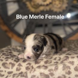 Toy Australian Shepherd Puppies from Bama Belle Aussies