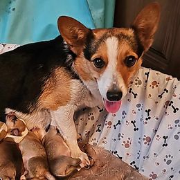 Dixie - Pembroke Welsh Corgi