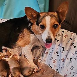 Dixie - Pembroke Welsh Corgi