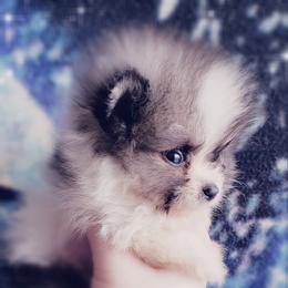 Pomeranian Puppies from Pers N Poms