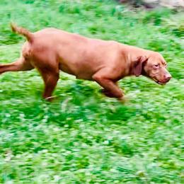 Lucy - Vizsla