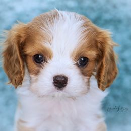 Cavalier King Charles Spaniel and Dalmatian Puppies from Cadence Hall