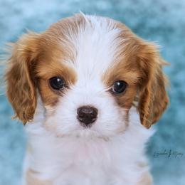 Cavalier King Charles Spaniel and Dalmatian Puppies from Cadence Hall