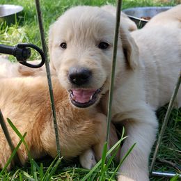 German Shepherd and Golden Retriever Puppies from Bonham Farms