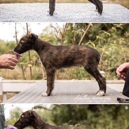 Silken Windhound Puppies from Amethyst Silken Windhounds