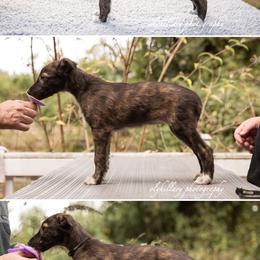 Silken Windhound Puppies from Amethyst Silken Windhounds