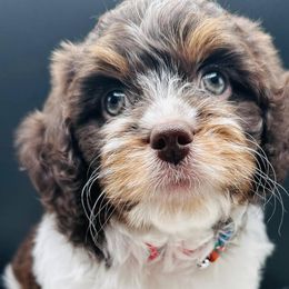 Cavapoos from Sassy Sailor & Company