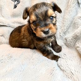Danny Kaye - Liver male Yorkshire Terrier puppy in Utah from Hummingbird Farm & Gardens