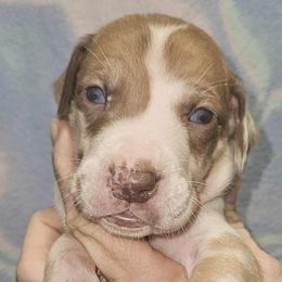 Boy 1 - Harlequin male Great Dane puppy in Biscoe, North Carolina from Clouser's Bodacious Danes