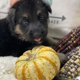 Australian Shepherd and German Shepherd Puppies from Trademark Kennels