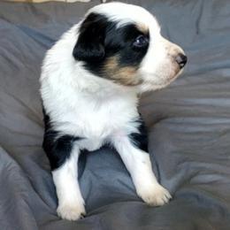Wrangler - Tri-color male Border Collie puppy in Montague, California from Flock and Fang