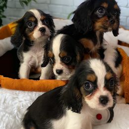 Cavalier King Charles Spaniels, Cavapoos, and Poodles from Maria's Pups