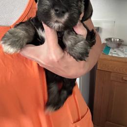 Sam - Salt and pepper male Miniature Schnauzer puppy in Mountain Home, Idaho from Kissack Kennels