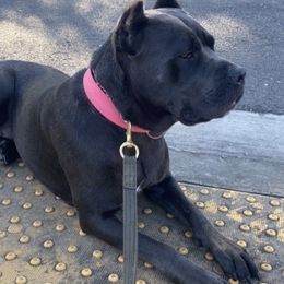 Cane Corso from Dior Kennels