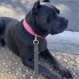 Cane Corso from Dior Kennels