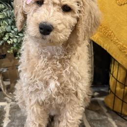 Sweet Pea - Apricot female Goldendoodle puppy in Social Circle, Georgia from Poppiedoodle Farms