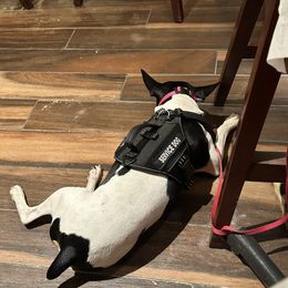 Rat Terrier Puppies from Haiku Rat Terriers