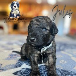 Jules - Wheaten male Whoodle puppy in Knoxville, Tennessee from Fleury Farm Doodles TN