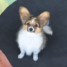 Papillon Puppies from Disyre Papillons