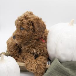 Assorted Doodle Crosses, Bernedoodle, Double Doodle, Goldendoodle, Labradoodle, and Whoodle Puppies from Our Little Farm Life Doodles