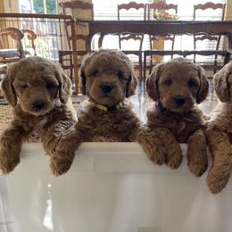 Goldendoodle Puppies from Patton Doodles