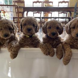 Goldendoodle Puppies from Patton Doodles
