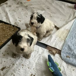 Sealyham Terrier Puppies from Alibi Sealyham Terriers