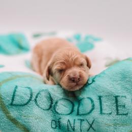 Pink Girl Cavapoo - Apricot female Cavapoo puppy in Mckinney, Texas from Doodles of North Tx