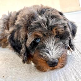 Reed (Red) - Merle male Bernedoodle puppy in Highland, Utah from Angel Pups Deluxe