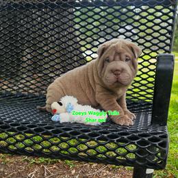 Howard - Lilac dilute male Chinese Shar-Pei puppy in Minden, Louisiana from Zoey's Waggly Tails