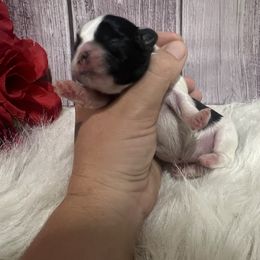 Boy 1 - Black and white male Shih Tzu puppy in Tenino, Washington from Fantasy Realm Shih Tzus