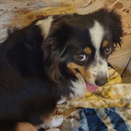 Ally - Miniature Australian Shepherd