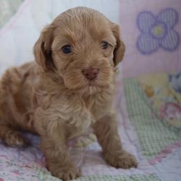Cockapoo Puppies from Darling Doodles