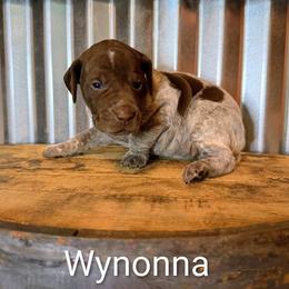 Wynonna - Liver roan female German Shorthaired Pointer puppy in Seminary, Mississippi from LeAnne McDaniel