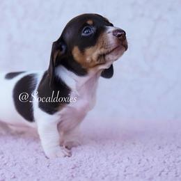 Atta - Chocolate and tan female Dachshund puppy in Apple Valley, California from Socaldoxies
