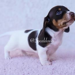Atta - Chocolate and tan female Dachshund puppy in Apple Valley, California from Socaldoxies