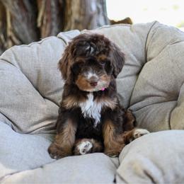 Poppy - Brown female Bernedoodle puppy in Ogden, Utah from Stanger Farms