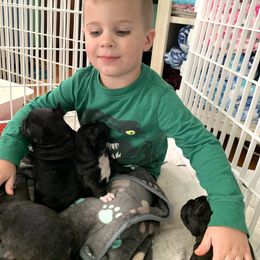 English Bulldog and French Bulldog Puppies from Jones Bulldogs