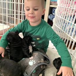 English Bulldog and French Bulldog Puppies from Jones Bulldogs