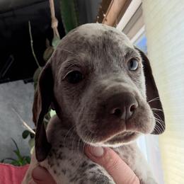 Purple - White and brown male Braque du Bourbonnais puppy in Brandon, South Dakota from Sioux Ridge Pointers