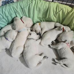 Golden Retriever puppies from All by grace goldens